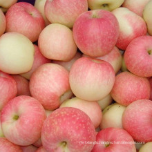 red gala apples chinese gala apples